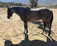 bay-roan-quarter-horse