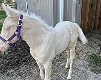 buckskin-cremello-filly-for-sale