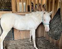 buckskin-cremello-twhbea-filly