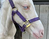 buckskin-cremello-filly