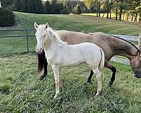 buckskin-cremello-twhbea-horse