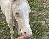 buckskin-cremello-horse