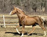 double-agouti-horse