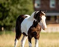 gypsy-vanner-filly