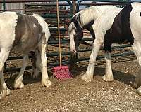 gypsy-vanner-horse-for-sale