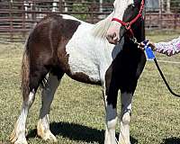 gypsy-vanner-horse