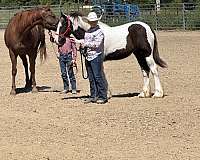 gypsy-vanner