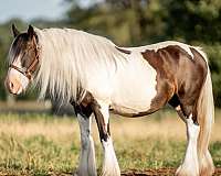 equipment-gypsy-vanner-horse