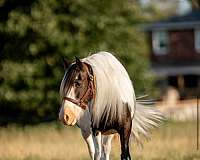 fun-shows-gypsy-vanner-horse