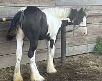 wagons-gypsy-vanner-horse