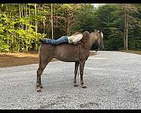 super-sweet-gentle-tennessee-walking-horse