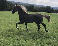 and-easy-to-handle-tennessee-walking-horse