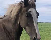 anything-tennessee-walking-horse