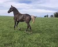 barn-tennessee-walking-horse