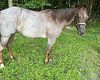 red-roan-roan-show-youth-horse