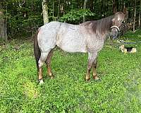 quarter-horse-mare