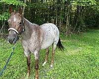 quarter-horse-for-sale