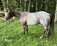 quarter-horse