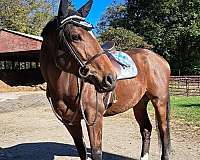 thoroughbred-gelding