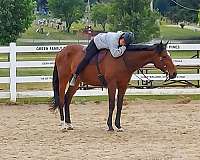 english-thoroughbred-horse