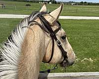 buckskin-star-horse