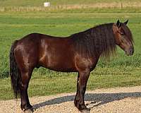 draft-friesian-horse