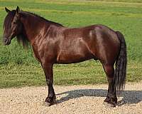 cross-friesian-horse