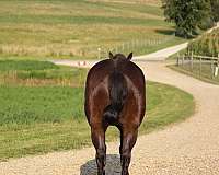 dressage-friesian-horse