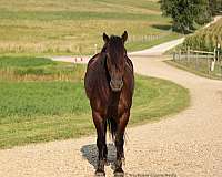 drill-team-friesian-horse