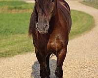 driving-friesian-horse