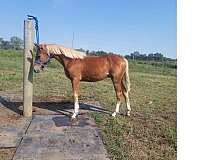 been-shown-national-show-horse