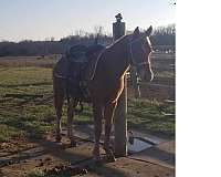 colt-national-show-horse