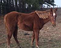 chestnut-roan-cutting-horse