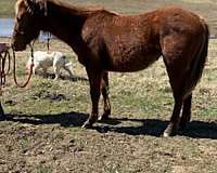 just-weaned-quarter-horse