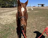 just-weaned-horse