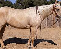 all-around-quarter-horse