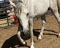 arabian-horse-for-sale