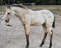 buckskin-appaloosa-colt