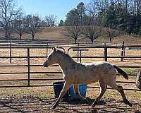 beau-appaloosa-horse