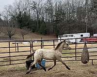 image-appaloosa-horse