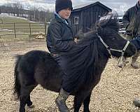 amish-broke-miniature-horse