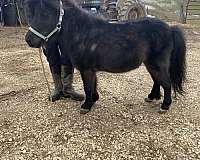 black-miniature-stallion