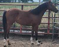 4-white-socks-horse