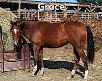 doc-jewel-bars-horse