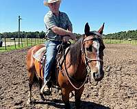 bay-quarter-horse-mare