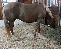 champion-halter-broodmare-foal