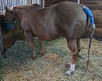 breeding-quarter-horse