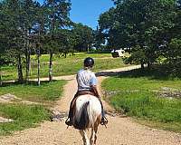 buckskin-overo-white-nose-horse