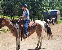 buckskin-overo-white-black-tail-horse