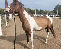 buckskin-overo-2-tone-mane-horse